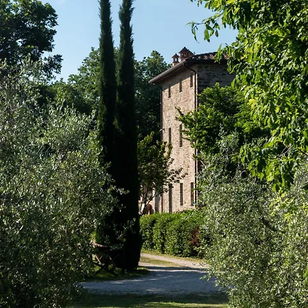 Cuprena * Arezzo